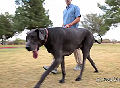 World's Tallest Dog?